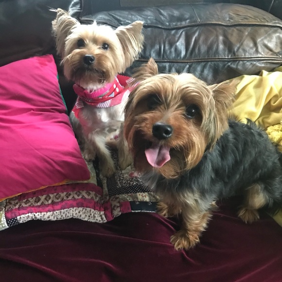 Vintage Accessories - I’ll do anything for my fur baby.. Welcome CoCo